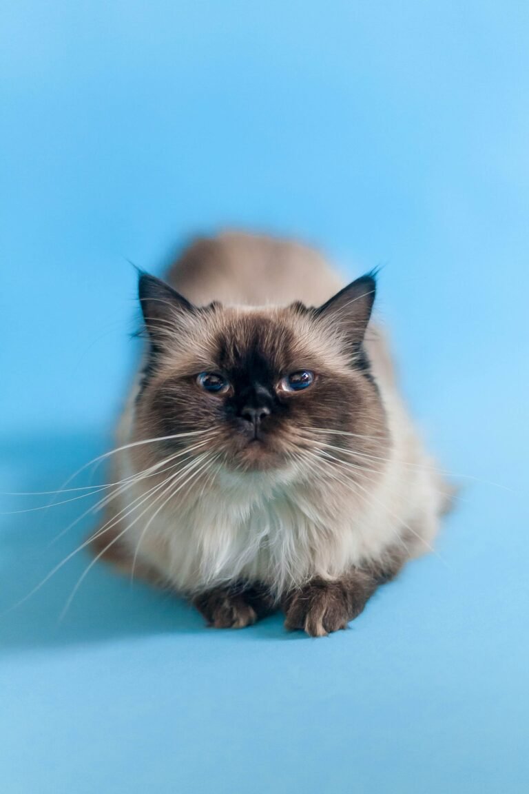 ROSIE