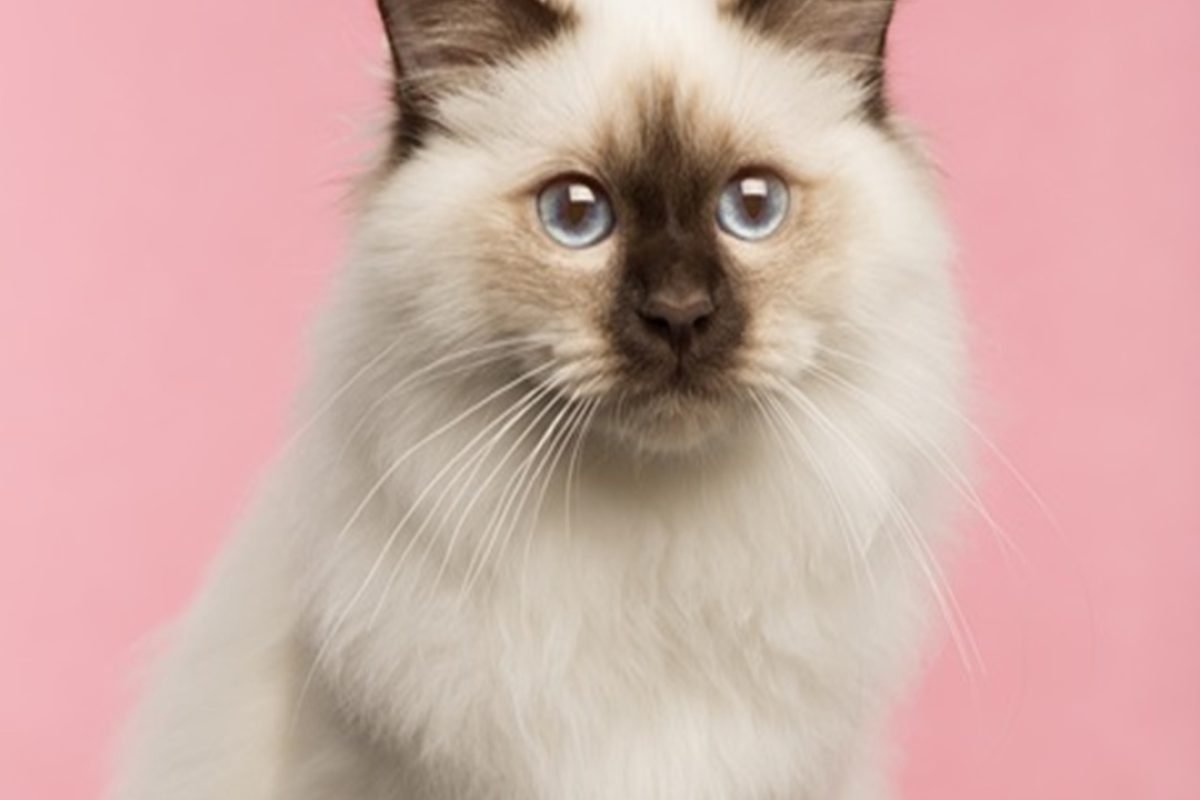 Close-up of a Birman cat on a pink background
