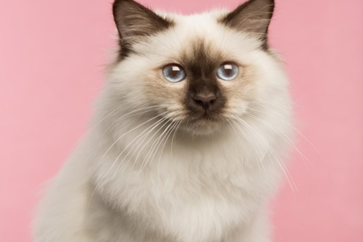 Close-up of a Birman cat on a pink background