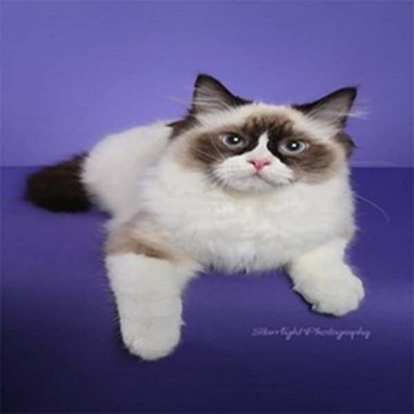 WhatsApp Image 2024-12-20 at 00.45.04_ed849f5d