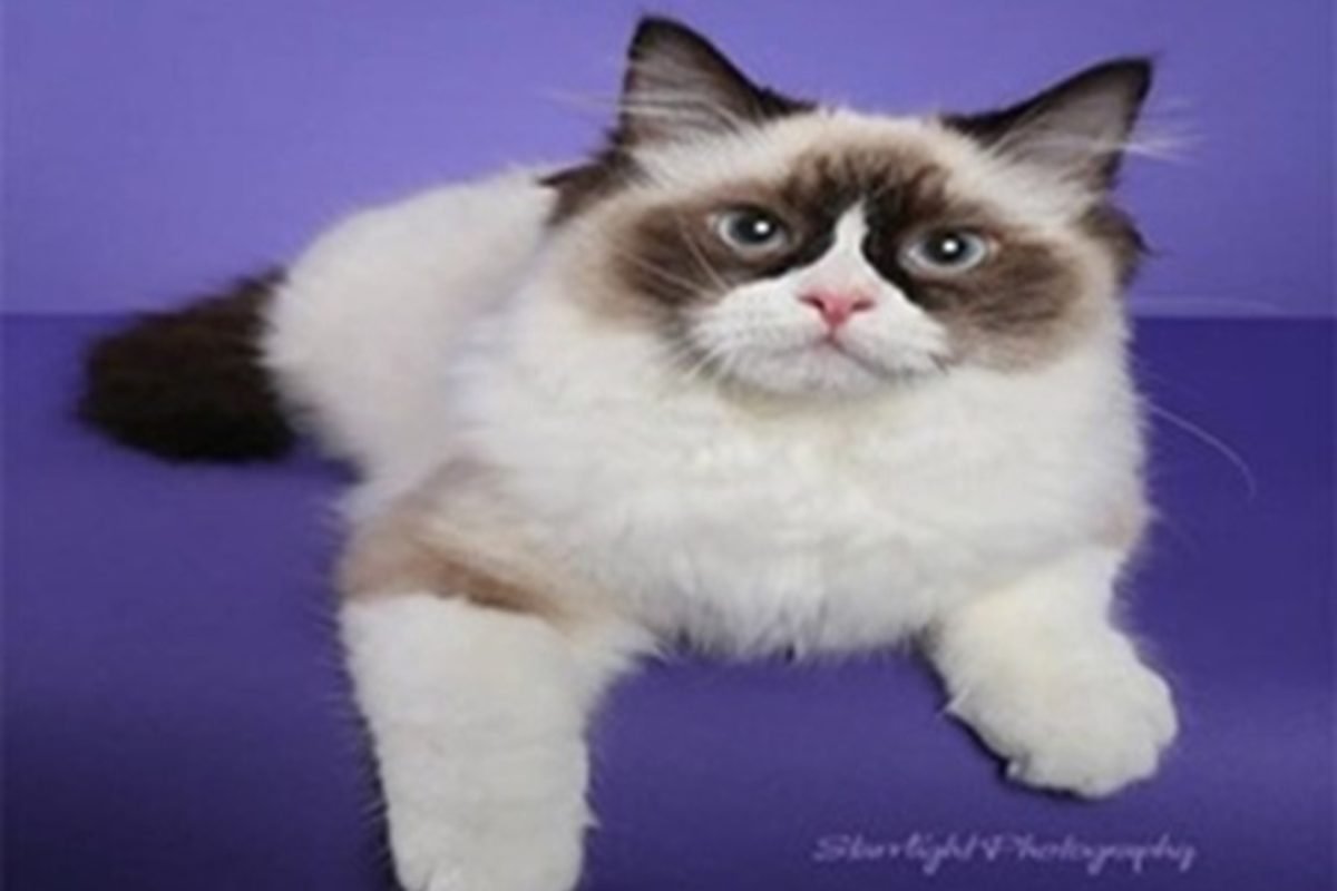 WhatsApp Image 2024-12-20 at 00.45.04_ed849f5d